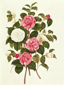 Camélia (dupla branca e listrada) de Uma Monografia sobre o Género da Camélia (litografia a cores)